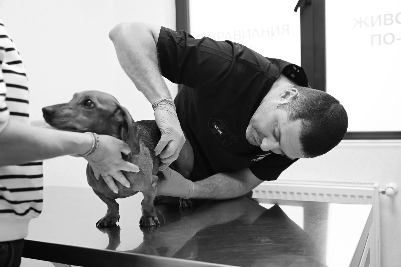 A dachshund being examined at the clinic.